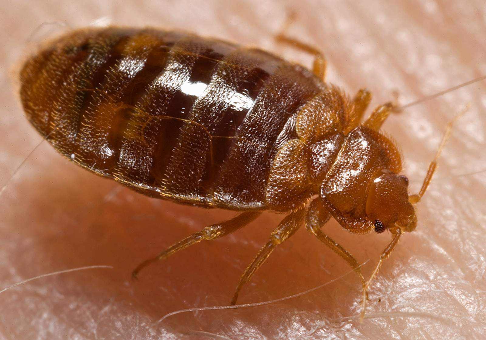 Bed Bugs pest control and extermination services in Peterborough