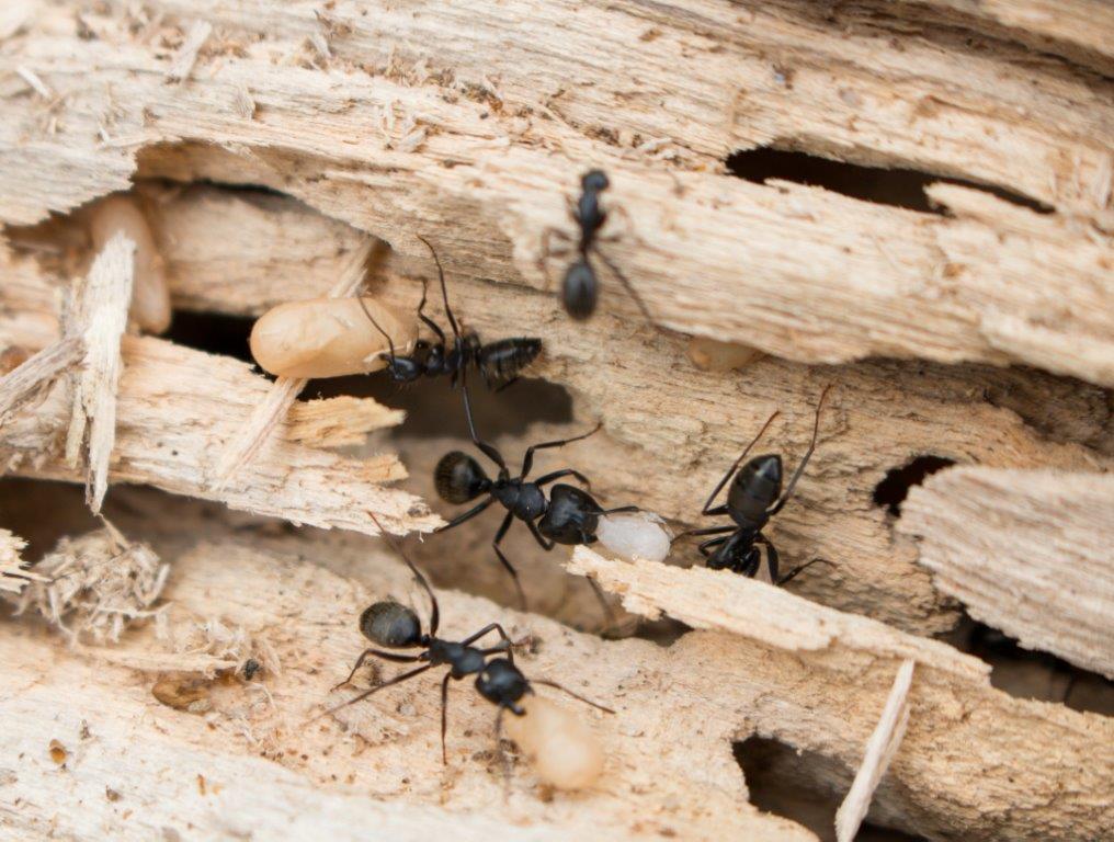 Ants pest control and extermination services in Peterborough