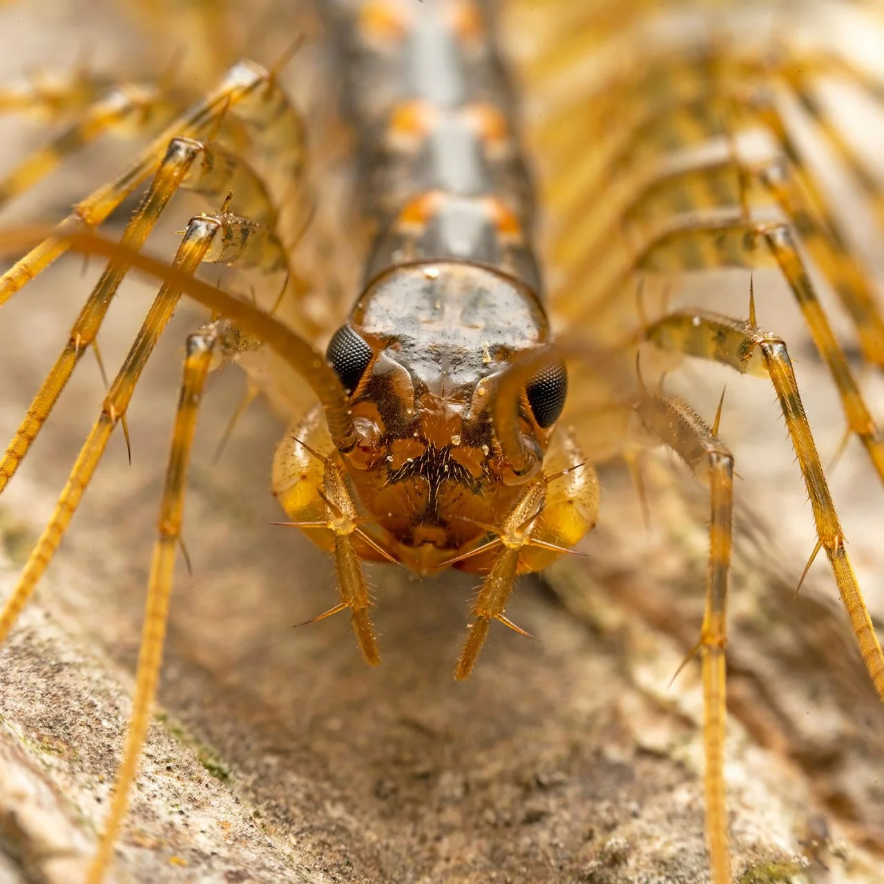 Centipedes pest control and extermination services in Peterborough