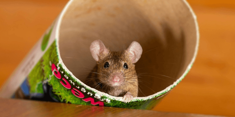 Mice pest control and extermination services in Peterborough