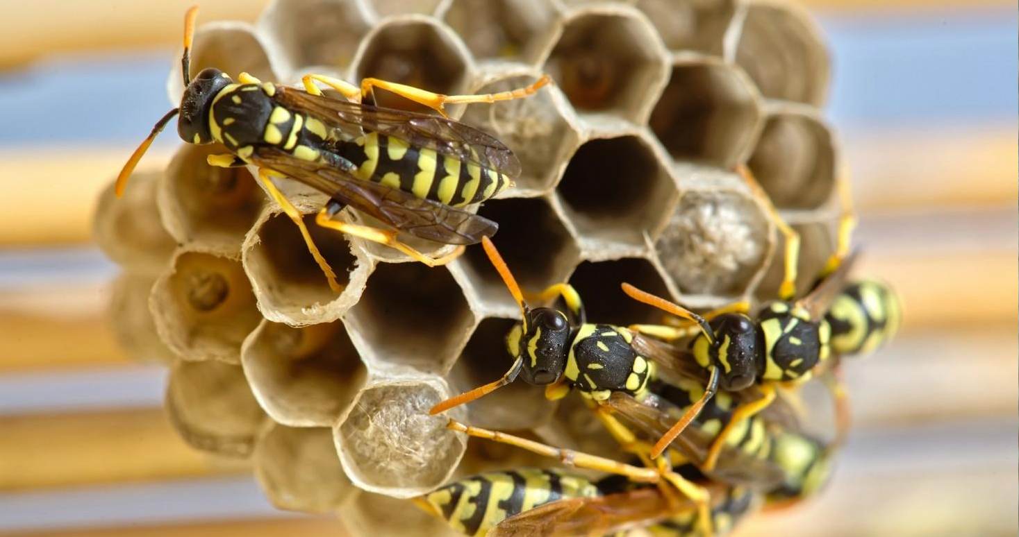 Wasps pest control and extermination services in Peterborough